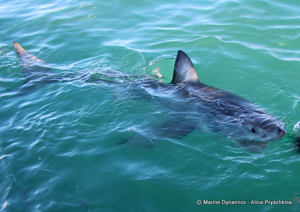 Great white shark, Gansbaai, South africa